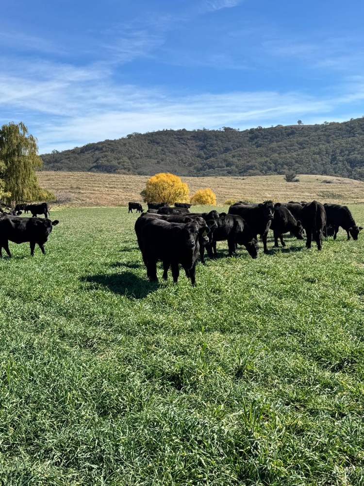 Hillview Park, photographed on the farm