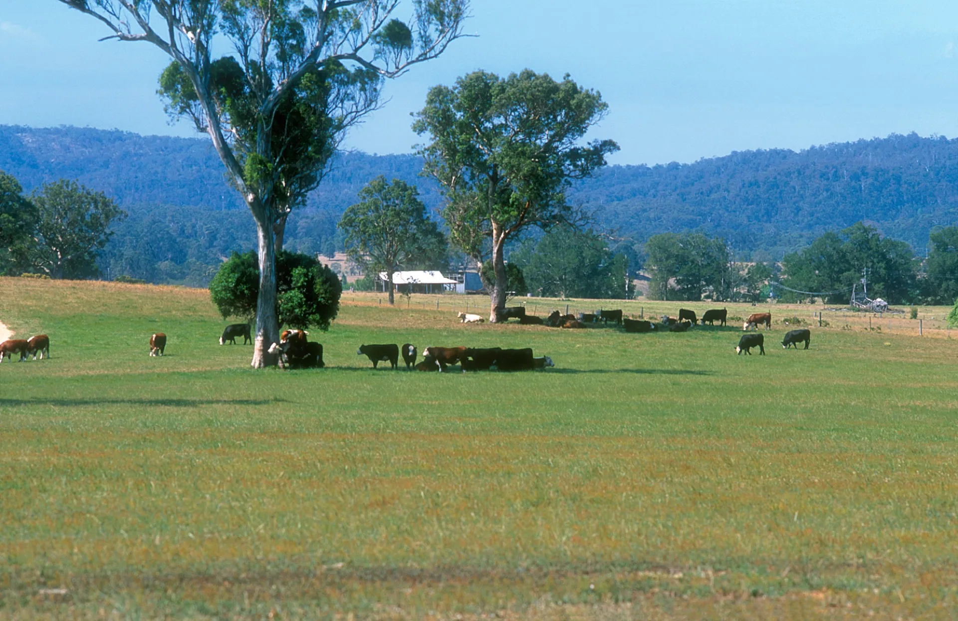 Cattle grazing on regenerated pastures, Bega NSW