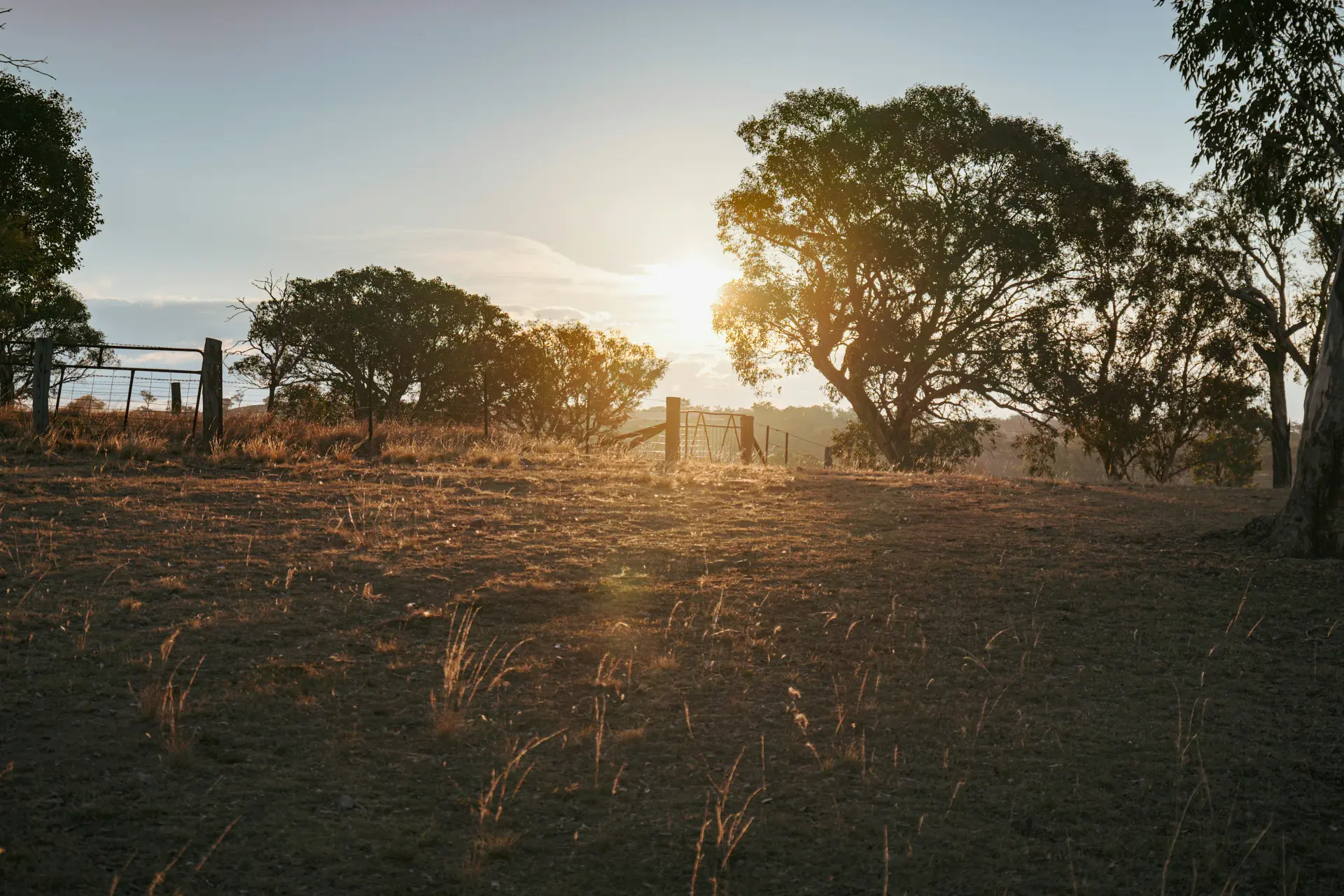 Dry Australian farmland with gate and gum trees at golden hour